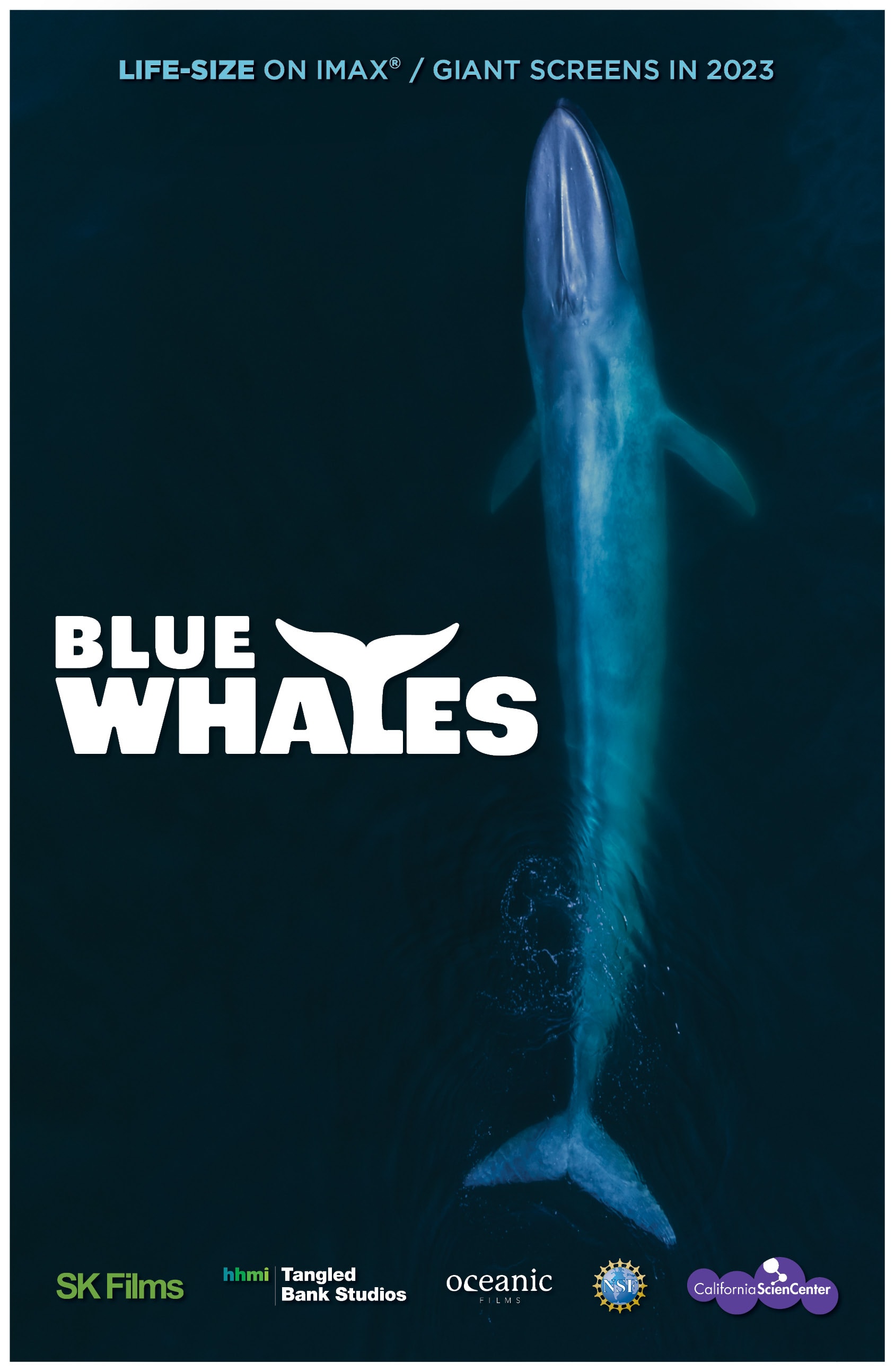Blue Whales - SK Films