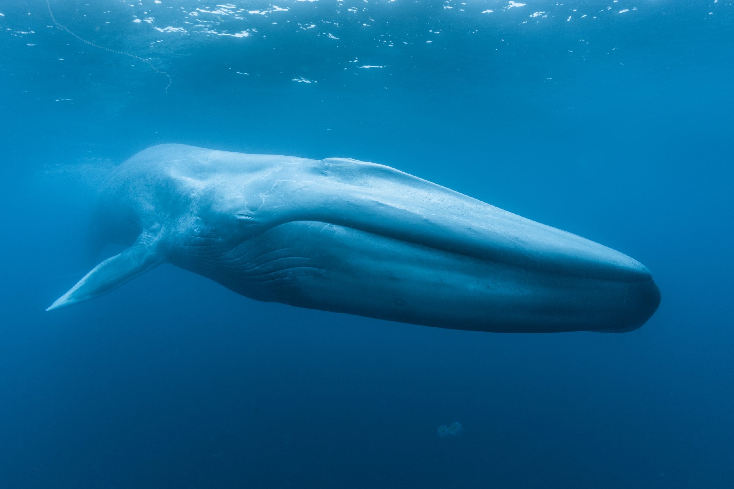 BLUE WHALES: RETURN OF THE GIANTS Wins Best Science Film Award & The ...